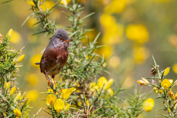 Fauvette pitchou — Curruca undata (Boddaert, 1783), (Saint-Martin-d'Oney (40), France, le 17/04/2025)