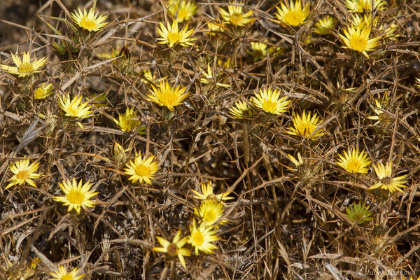 Carline en corymbe — Carlina corymbosa L., 1753