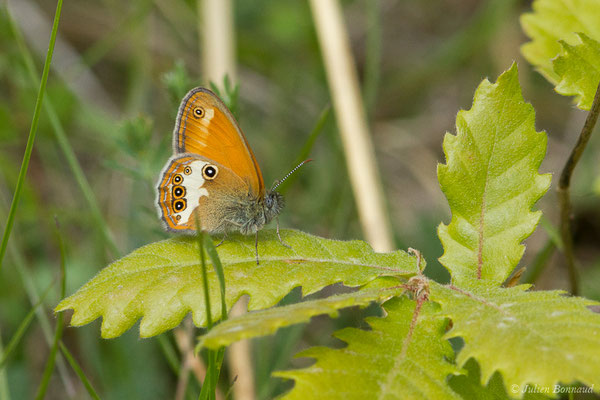 Céphale — Coenonympha arcania (Linnaeus, 1761), (Pihourc, Saint-Godens (31), France, le 16/05/2019)