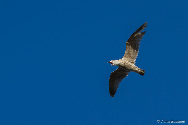 Goéland argenté — Larus argentatus Pontoppidan, 1763, (juvénile, premier hiver) (Hillion, Baie de Saint-Brieuc (22), France, le 11/01/2018)