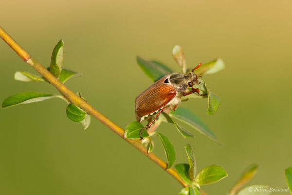 hanneton commun (Melontha melolontha) (Ger (64), France, le 18/04/2018)