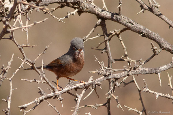 Fauvette de l'Atlas — Curruca deserticola (Tristram, 1859), (Msseyed (Guelmim-Oued Noun), Maroc, le 06/02/2024)