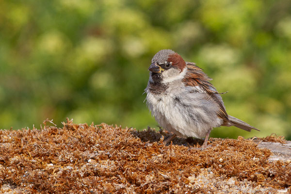 Moineau domestique — Passer domesticus (Linnaeus, 1758), (Anglet (64), France, le 10/08/2024)