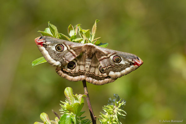 Petit Paon de Nuit — Saturnia pavonia (Linnaeus, 1758)