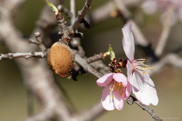 Amandier — Prunus dulcis (Mill.) D.A.Webb, 1967, (Saragosse (Aragon), Espagne, le 07/02/2022)