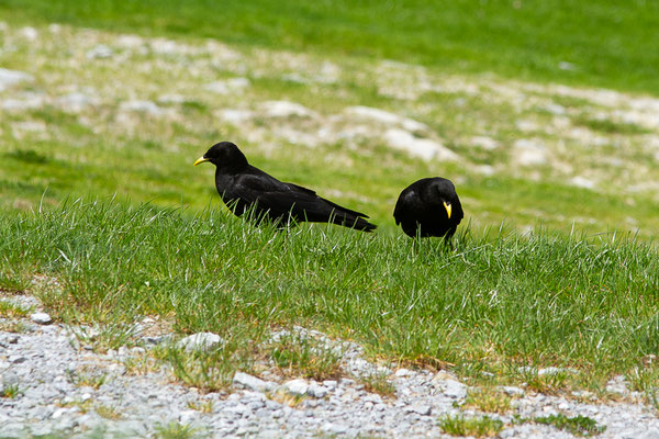 Chocard à bec jaune — Pyrrhocorax graculus (Linnaeus, 1758), (La Pierre Saint Martin, Arette (64), France, le 15/05/2022)