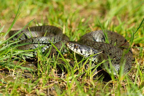 Couleuvre helvétique — Natrix helvetica (Lacepède, 1789)