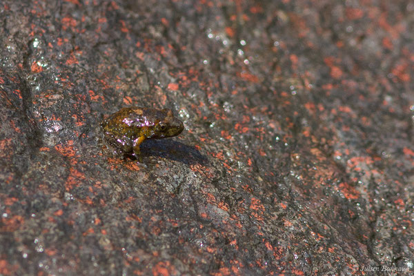 Discoglosse Corse — Discoglossus montalentii Lanza, Nascetti, Capula & Bullini, 1984, (Asco (2B), France, le 10/09/2019)