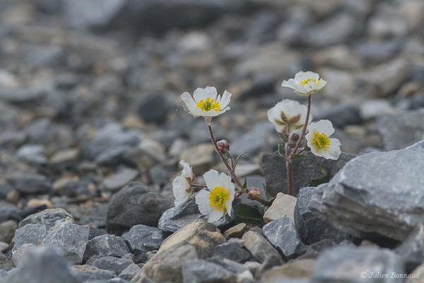 Renoncule à feuilles de parnassie — Ranunculus parnassifolius L., 1753