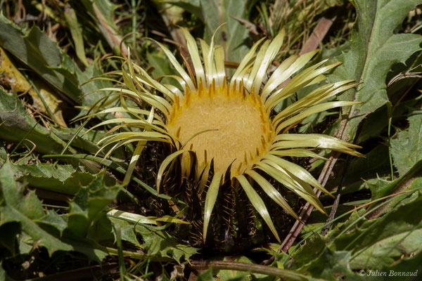 Carline à feuilles d'acanthe — Carlina acanthifolia All., 1773, (Pic du Midi d'Ossau, Laruns (64), France, le 04/08/2018)
