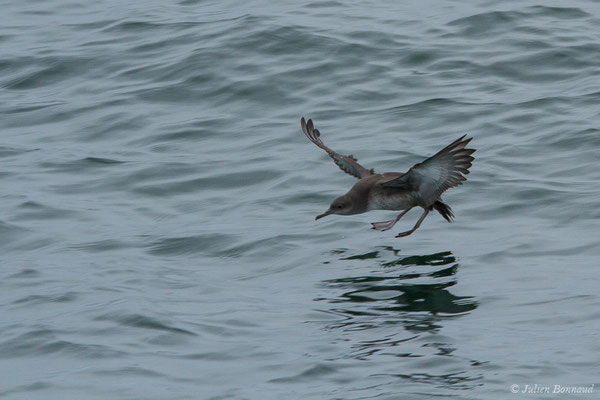 Puffin des Baléares – Puffinus mauretanicus Lowe, 1921, (Baie de Quiberon, Locmariaquer (56), France, le 09/07/2021)