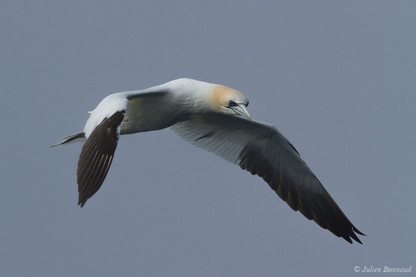 Fou de Bassan – Morus bassanus (Linnaeus, 1758), (Saint-Jean-de-Luz (64), France, le 20/04/2019)