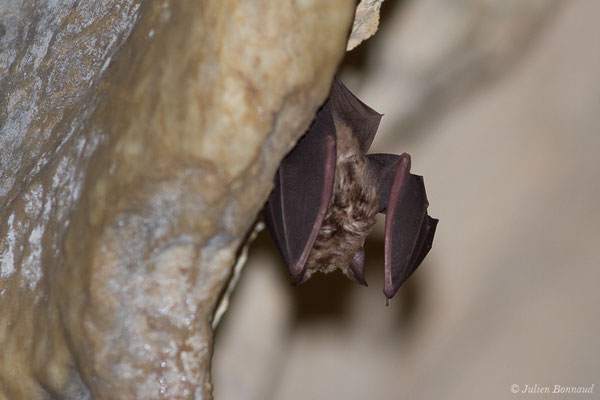 Grand rhinolophe – Rhinolophus ferrumequinum (Schreber, 1774), (Camous (65), France, le 09/03/2021)