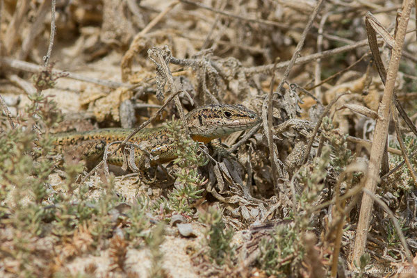 Lézard de Vaucher — Podarcis vaucheri (Boulenger, 1905)