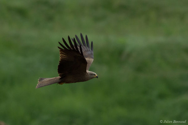 Milan noir – Milvus migrans (Boddaert, 1783), (adulte) (Pihourc, Lieoux (31), France, le 29/05/2018)