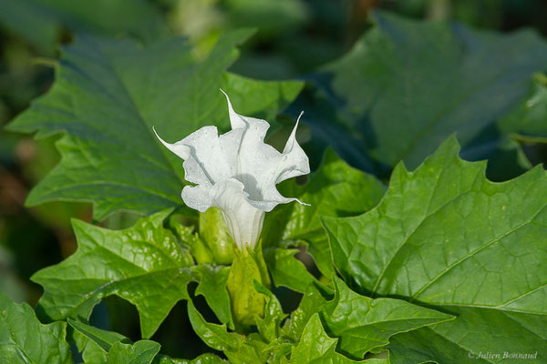 Datura stramoine — Datura stramonium L., 1753, (Mont-de-Marsan (40), France, le 07/10/2022)