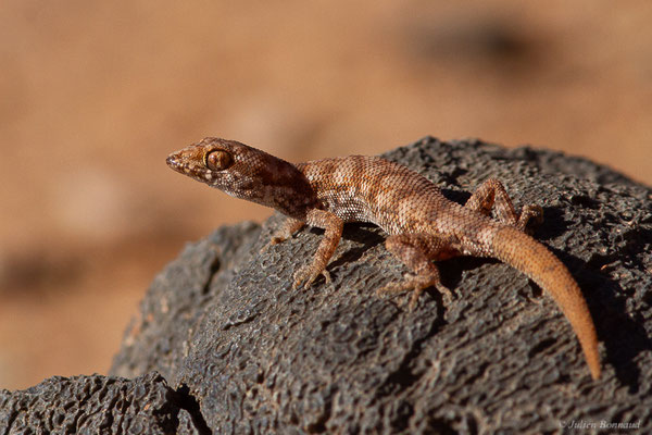 Tropiocolote d’Algérie — Tropiocolotes algericus Loveridge, 1947
