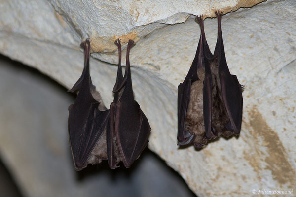 Grand rhinolophe – Rhinolophus ferrumequinum (Schreber, 1774), (Camous (65), France, le 09/03/2021)