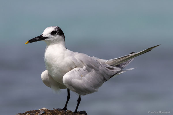 Sterne caugek — Thalasseus sandvicensis (Latham, 1787), (adulte en plumage internuptial) (Saint-Anne, Guadeloupe, le 15/05/2016)