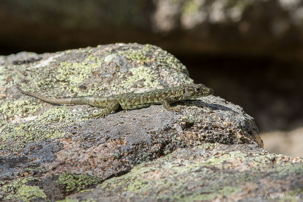 Lézard de Bedriaga — Archaeolacerta bedriagae (Camerano, 1885)