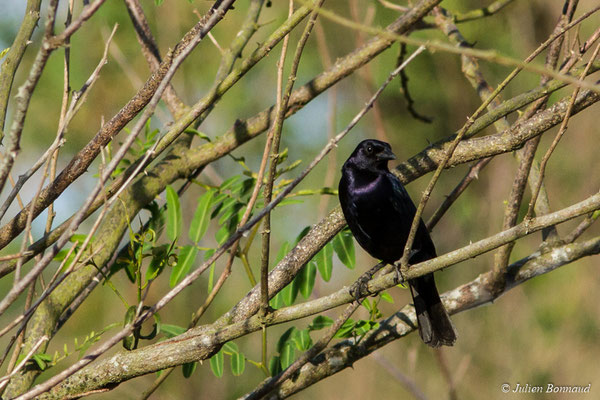 Vacher luisant (Molothrus bonariensis) (mâle adulte) (La Césaré, Macouria, le 13/09/2017)