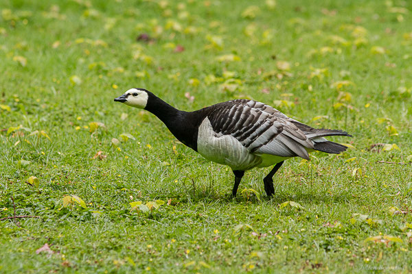 Bernache nonnette — Branta leucopsis (Bechstein, 1803), (Parc animalier de Nahuques, Mont-de-Marsan (40), France, le 11/05/2023)