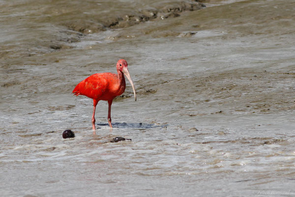Ibis rouge — Eudocimus ruber (Linnaeus, 1758), (Dégrad des Cannes, Remire-Montjoly, Guyane, le 08/11/2015)