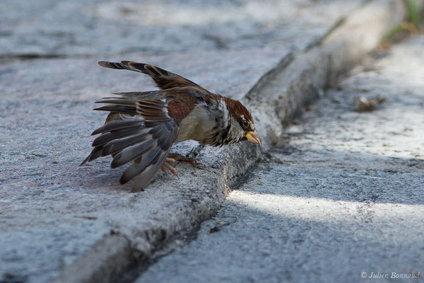 Moineau cisalpin — Passer italiae (Vieillot, 1817), (Ajaccio (2A), France, le 03/09/2019)