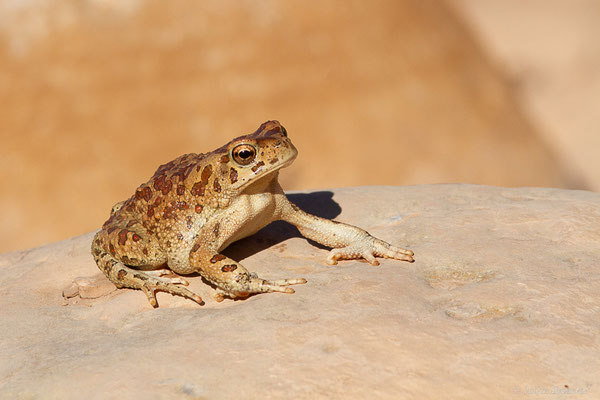 Crapaud berbère — Sclerophrys mauritanica (Schlegel, 1841)