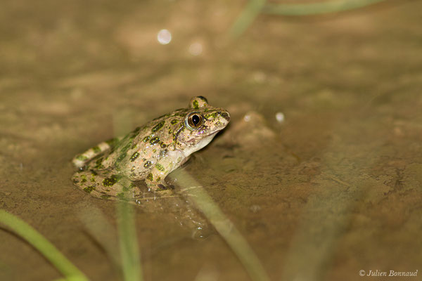 Pélodyte ponctué – Pelodytes punctatus (Daudin, 1803), (Braud-et-Saint-Louis (33), le 06/03/2018)