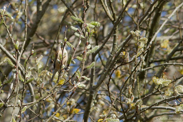 Rémiz penduline — Remiz pendulinus (Linnaeus, 1758), (Réserve ornithologique Terre d'Oiseaux, Braud-et-Saint-Louis (33), France, le 07/03/2019)