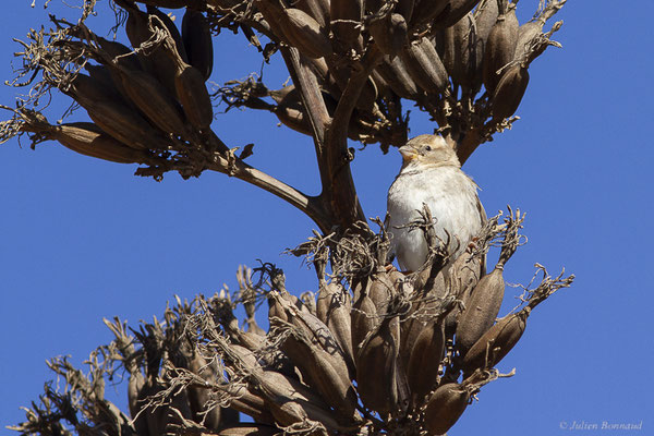 Moineau espagnol – Passer hispaniolensis (Temminck, 1820), (La Matilla, Fuerteventura, (Iles Canaries, Espagne), le 18/02/2022)