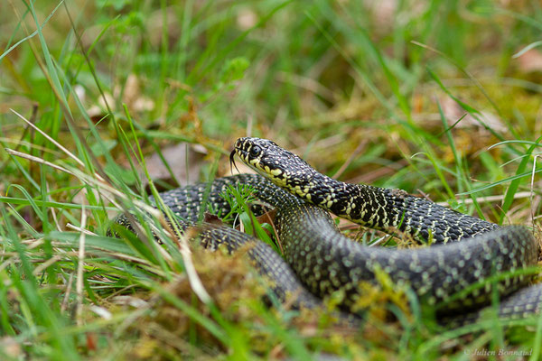 Couleuvre verte et jaune — Hierophis viridiflavus (Lacepède, 1789)