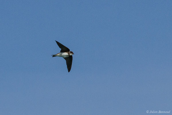 Hirondelle de rivage (Riparia riparia) (Pontonx-sur-l'Adour (40), France, le 10/06/2020)