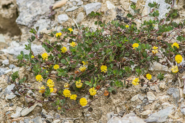 Trèfle champêtre, Trèfle jaune, Trance — Trifolium campestre Schreb., 1804