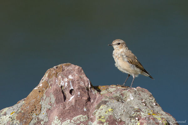 Traquet motteux — Oenanthe oenanthe (Linnaeus, 1758), (immature) (Pic du Midi d'Ossau, Laruns (64), France, le 04/08/2018)