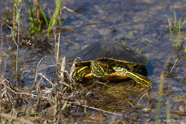 Trachémyde écrite ou Tortue de Floride — Trachemys scripta elegans (Wied, 1839)Trachémyde écrite ou Tortue de Floride — Trachemys scripta elegans (Wied, 1839)