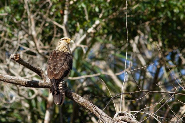 Caracara à tête jaune — Milvago chimachima (Vieillot, 1816), (adulte), (Iracoubo, Guyane, le 19/08/2016)