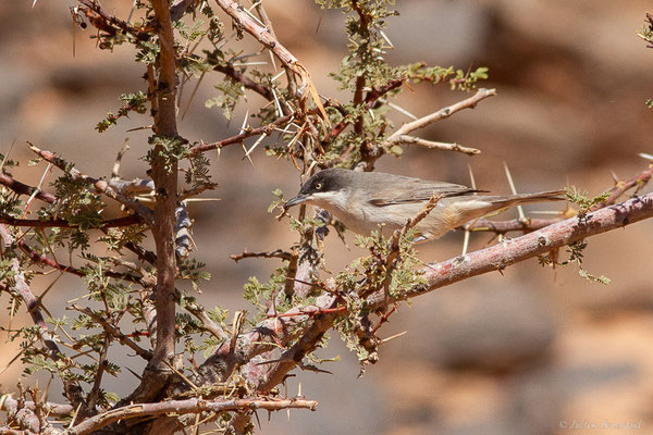 Fauvette orphée — Curruca hortensis (J.F. Gmelin, 1789),(Msseyed (Guelmim-Oued Noun), Maroc, le 28/03/2024)