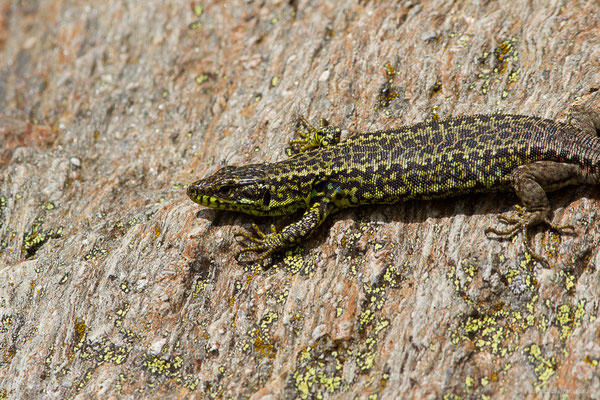 Lézard de Galan — Iberolacerta galani Arribas, Carranza & Odierna, 2006, (Parc naturel du lac de Sanabria (Zamora), Espagne), le 06/07/2022)