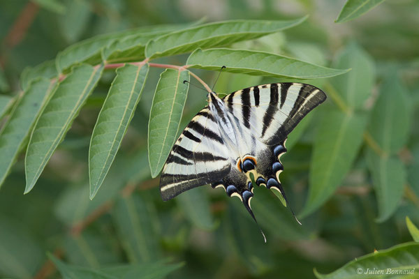 Voilier blanc — Iphiclides feisthamelii (Duponchel, 1832), (Évora, (Algarve), Portugal, le 05/09/2018)