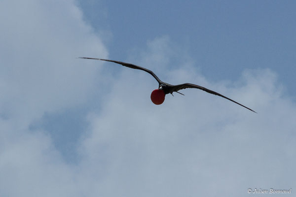 Frégate superbe — Fregata magnificens Mathews, 1914, (mâle adulte) (Île du Grand Connétable, Guyane, le 09/08/2017)