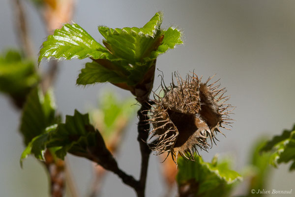 Hêtre — Fagus sylvatica L., 1753, (fort du Portalet, Etsaut (64), France, le 07/04/2021)