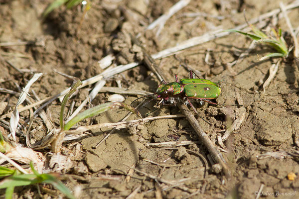 Cicindèle champêtre (Cicindela campestris) (Pihourc, Saint-Godens (31), France, le 17/04/2019)