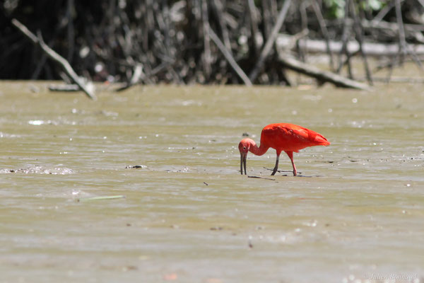 Ibis rouge — Eudocimus ruber (Linnaeus, 1758), (Dégrad des Cannes, Remire-Montjoly, Guyane, le 08/11/2015)