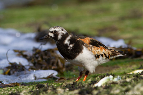 Tournepierre à collier — Arenaria interpres (Linnaeus, 1758), (Anglet (64), France, le 10/08/2024)