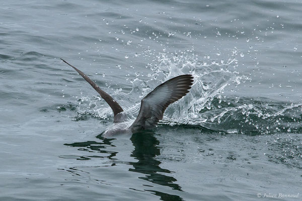Puffin des Baléares – Puffinus mauretanicus Lowe, 1921, (Baie de Quiberon, Locmariaquer (56), France, le 09/07/2021)