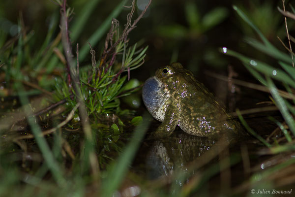 Crapaud calamite — Epidalea calamita (Laurenti, 1768)