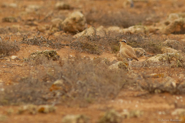 Courvite isabelle — Cursorius cursor (Latham, 1787), (Tindaya, Fuerteventura, (Iles Canaries, Espagne), le 19/02/2022)