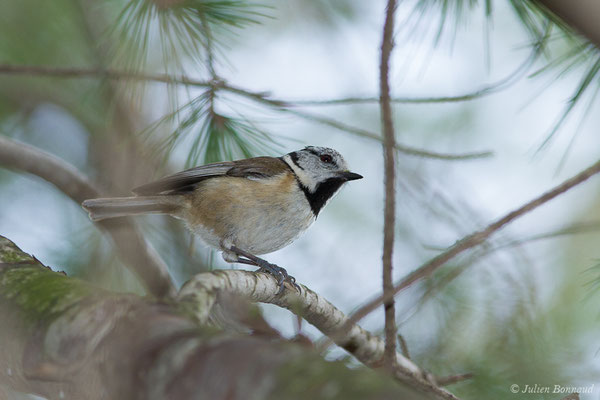 Mésange huppée — Lophophanes cristatus (Linnaeus, 1758), (Ile Du Gaou, Six-Fours-les-Plages (83), France, le 02/02/2021)